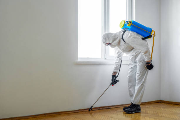 Best Affordable Pest Control Services  in Hicksville, NY